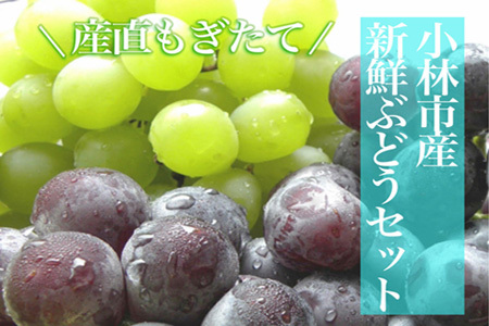 【数量限定】シャインマスカットと旬のぶどう　1.8kg（果実 フルーツ ぶどう マスカット 先行予約 人気 限定 宮崎 小林市）
