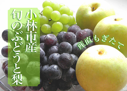 【令和8年発送】シャインマスカット等と梨の詰め合わせセット 2kg（国産 フルーツ 果物 くだもの ブドウ ナシ 旬 2026 限定） シャインマスカット シャインマスカット シャインマスカット シャインマスカット シャインマスカット