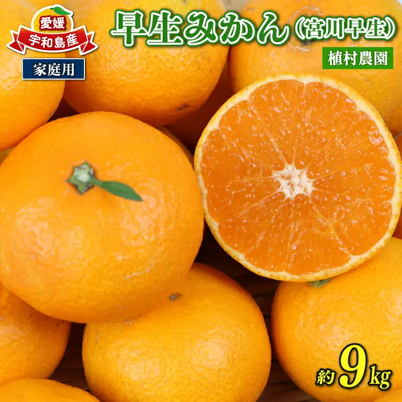 愛媛みかん 早生みかん 宮川早生 9kg 家庭用 植村農園 先行予約 温州蜜柑 温州みかん mikan 愛媛ミカン 愛媛蜜柑 愛媛みかん 温州 早生温州 早生 蜜柑 果物 くだもの フルーツ 柑橘 農家直送 産地直送 数量限定 国産 愛媛 愛媛産 宇和島 B010-153003