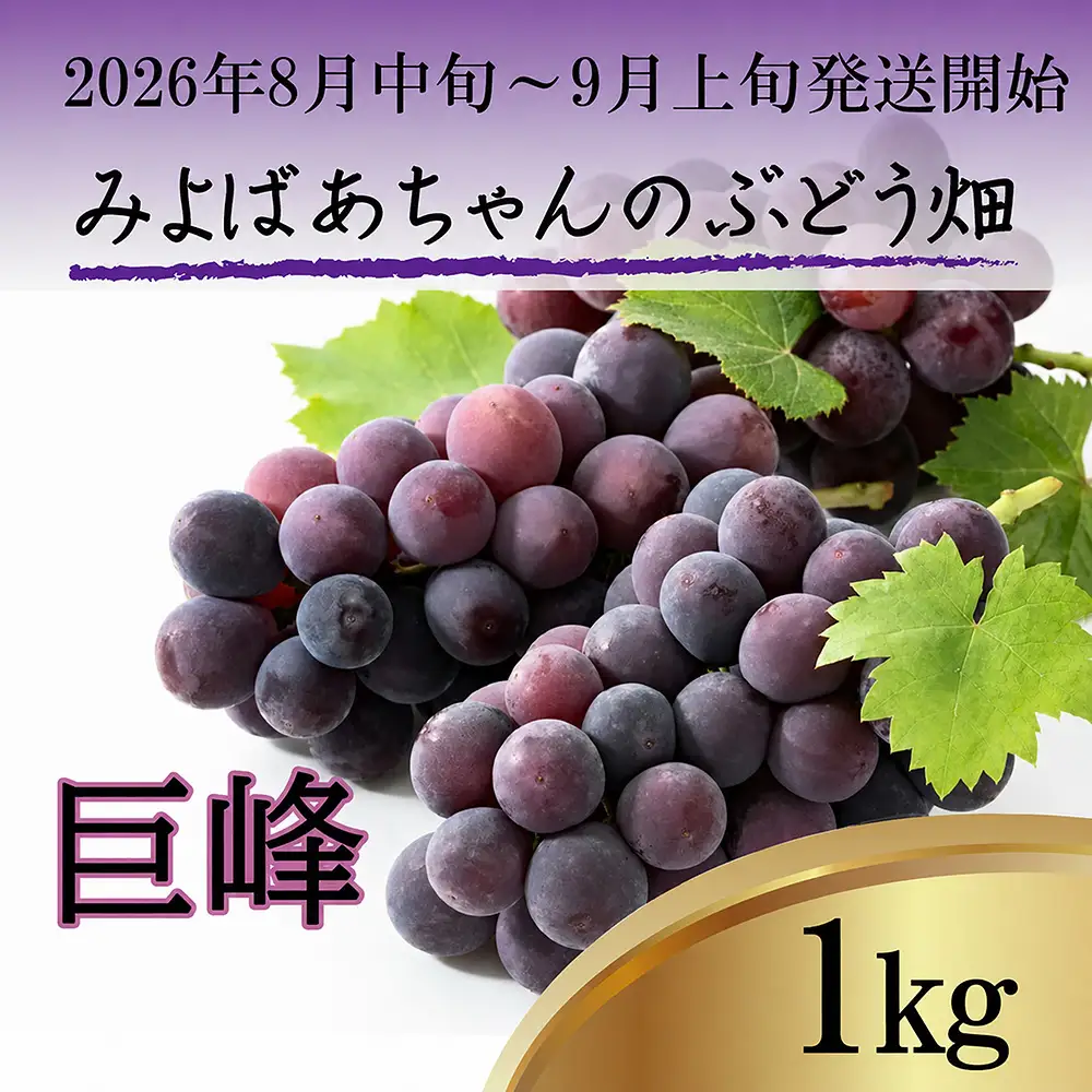 ＜みよばあちゃんのぶどう畑直送！＞ 先行予約 8月中旬～9月上旬順次発送【露地栽培の巨峰 約1kg(3～4房)】 [M27-3] 葡萄 ブドウ 果物 くだもの マスカット フルーツ 新鮮 九州 福岡 宮若