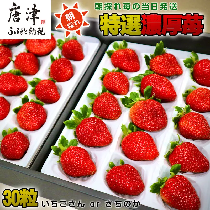 特選濃厚苺30粒 品種：いちごさん or さちのか 佐賀県唐津産 (贈答用・ギフト用・熨斗対応可・化粧箱)