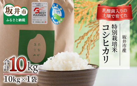 【先行予約】【令和7年産】乳酸菌入りの土壌で育てた福井県 坂井町産 特別栽培米コシヒカリ 10kg（玄米）【2025年9月中旬以降順次発送予定】 [B-4806_02]
