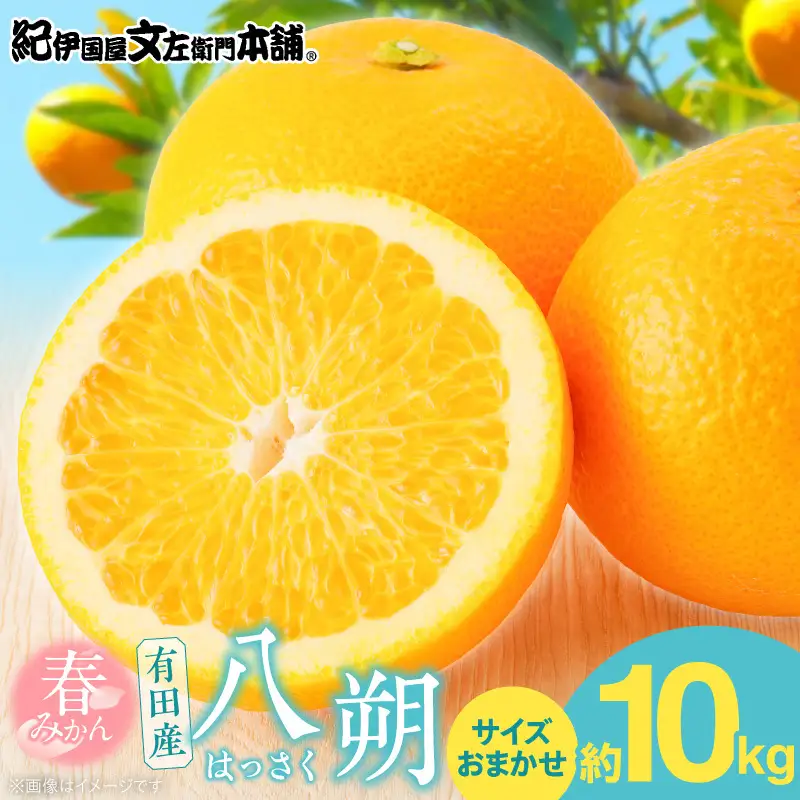 【2027年先行予約】八朔(はっさく)[約10kg]和歌山県有田産 春みかん (果実サイズおまかせ) 春みかん 紀伊国屋文左衛門本舗_V7404 16,060円