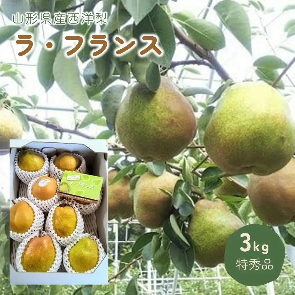 西洋梨（ラ・フランス）３ｋｇ　特秀品　0044-2605