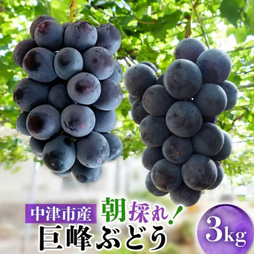 【先行予約】【期間・数量限定】大分県中津市産 巨峰ぶどう 3kg | フルーツ 果物 くだもの ぶどう ブドウ 葡萄 巨峰 種あり 大分県産 九州産 国産 中野観光ぶどう園 大分県 中津市