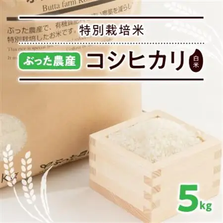特別栽培米ぶった農産コシヒカリ(白米5kg)_ 精米 米    コシヒカリ 米 こしひかり_【1207813】
