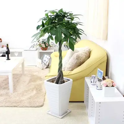 【観葉植物】パキラ 8号 ホワイト陶器鉢 G 高さ:約1m～1.3m内外(鉢底より)【観葉植物 インテリア 部屋 おしゃれ 福岡県 筑前町 送料無料 AG011】
