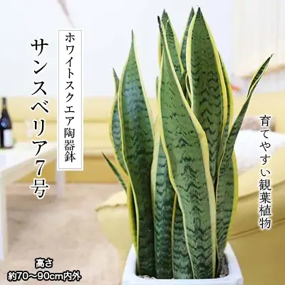 【観葉植物】サンスベリア 7号 ホワイト陶器鉢 Gタイプ 高さ:約70～ 90cm 土の表面：ウッドチップ 【観葉植物 インテリア 部屋 おしゃれ 福岡県 筑前町 送料無料 AG014】【価格改定】