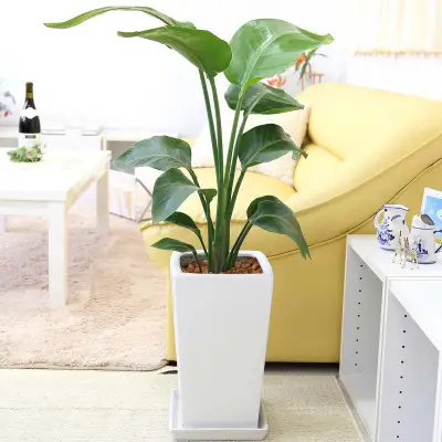 【観葉植物】オーガスタ 7号 ホワイトスクエア陶器鉢SW 土の表面:ウッドチップ 【観葉植物 インテリア 部屋 おしゃれ 福岡県 筑前町 送料無料 AG015】