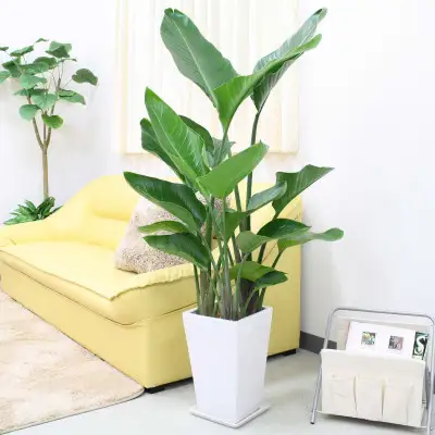 【観葉植物】オーガスタ 8号 ホワイトスクエア陶器鉢SW 土の表面:ウッドチップ 【観葉植物 インテリア 部屋 おしゃれ 福岡県 筑前町 送料無料 AG016】
