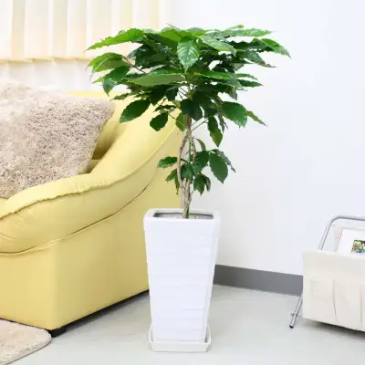 【観葉植物】コーヒーの木 7号 ホワイトスクエア陶器G 土の表面:ウッドチップ【観葉植物 インテリア 部屋 おしゃれ 福岡県 筑前町 送料無料 AG018】【価格改定】