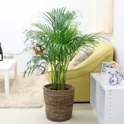 【観葉植物】アレカヤシ 8号 ブラウンバスケット鉢カバー 土の表面:ウッドチップ【観葉植物 インテリア 部屋 おしゃれ 福岡県 筑前町 送料無料 AG020】