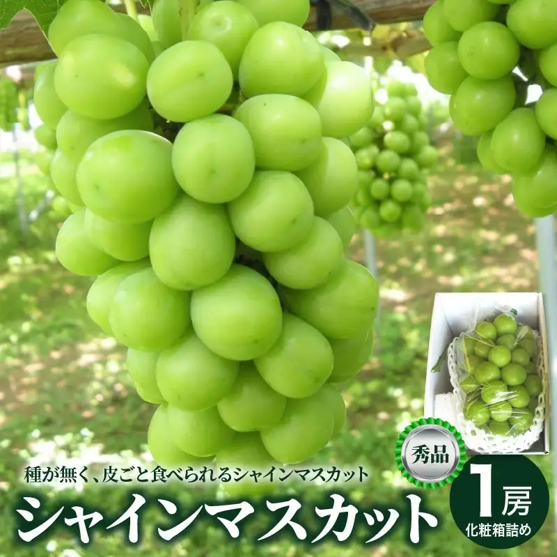ぶどう（シャインマスカット）大房　１房（８５０ｇ～９５０ｇ）　0025-2608