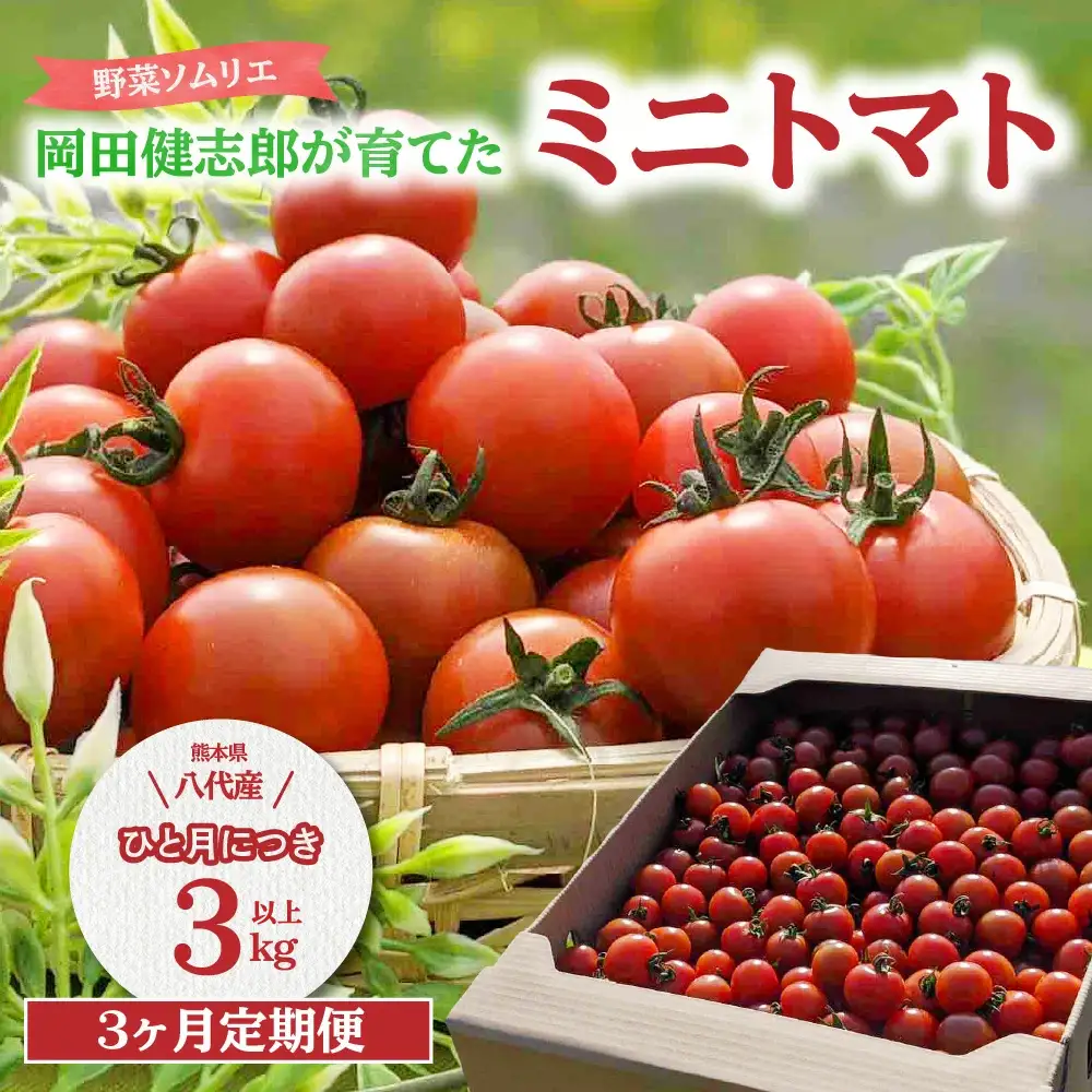 トマト 【先行予約】 【定期便3回】 野菜ソムリエ 岡田健志郎が育てた　ミニトマト 3kg以上 【2026年12月上旬より順次発送】 トマト