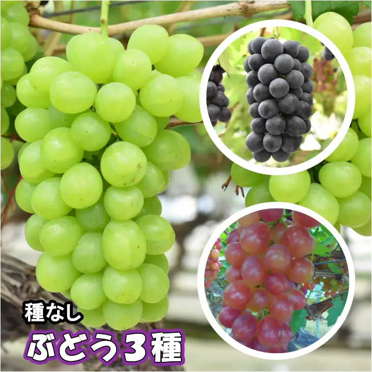 種なしぶどう おまかせミックス 《３品種詰合せ》（約3～5房）【681】