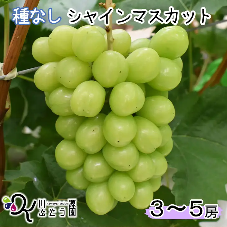種なしぶどう シャイン・マスカット (3～5房） 【680】