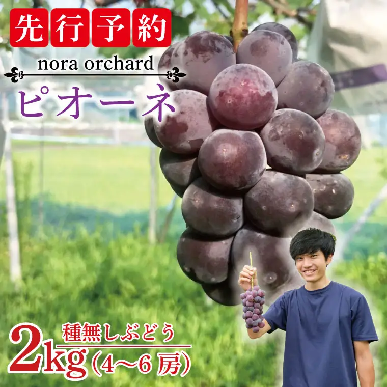種無し ぶどう ピオーネ 2kg (4～6房) 益子町産 DC002