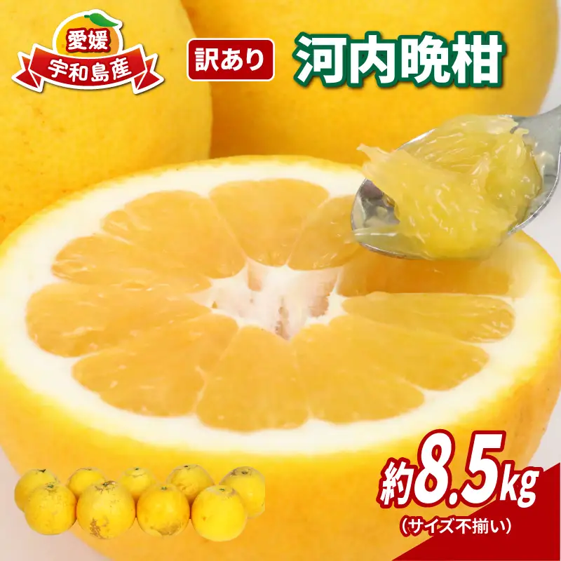 訳あり 河内晩柑 約 8.5kg サイズ不揃い NBU 柑橘 B012-058010