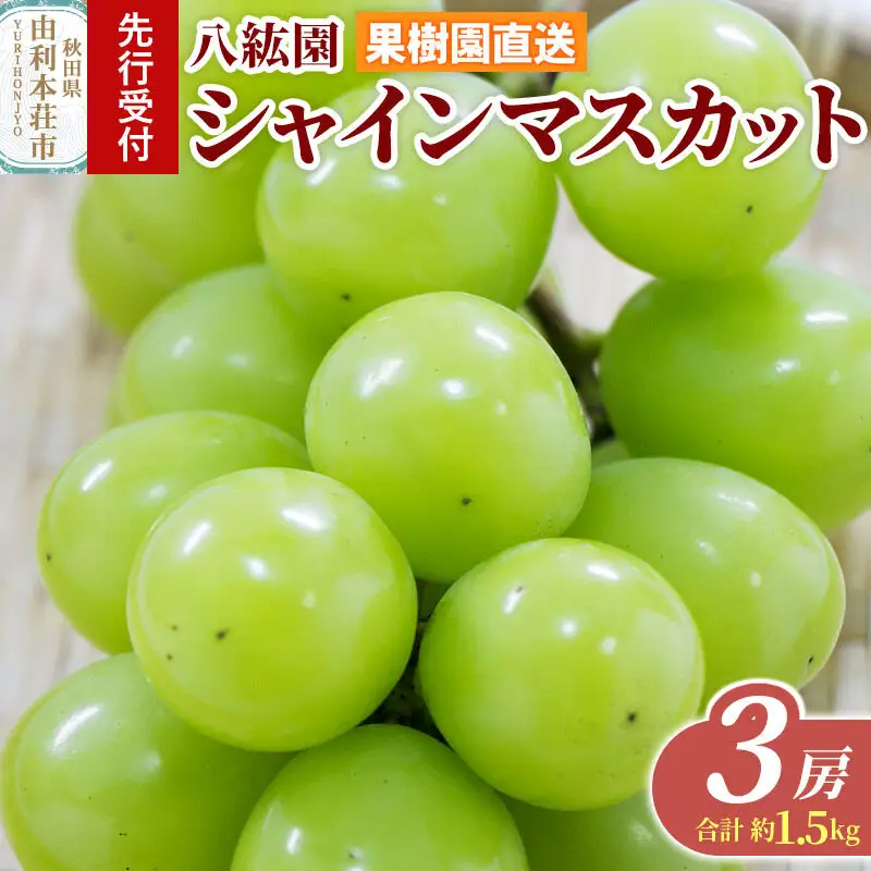 《先行受付》シャインマスカット 3房（合計 約1.5kg）秋田県 由利本荘市産 八紘園