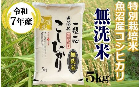 【令和7年産】【無洗米】特別栽培米 魚沼産コシヒカリ 5kg（(有)グリーン）(N)