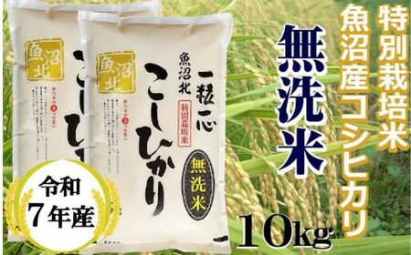 【令和7年産】【無洗米】特別栽培米 魚沼産コシヒカリ 10kg（5㎏×2袋）（(有)グリーン）(N)