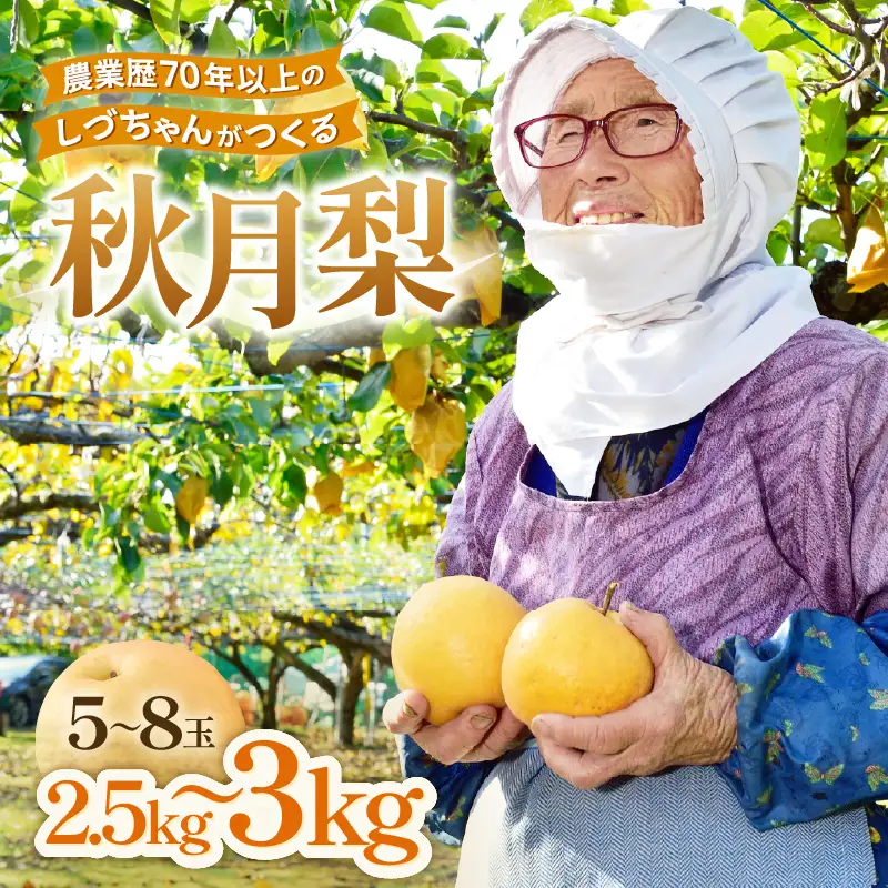 【先行予約】しづちゃんが作る 秋月梨 5～8玉入（2.5～3kg） 農業歴70年以上！ / なし 果物 旬 フルーツ 甘い ジューシー 果汁 くだもの シャキシャキ 人気 完熟 もぎたて みずみずしい 越前梨 送料無料 福井 あわら市 ※2026年9月中旬以降順次発送予定 [aw075-a008]