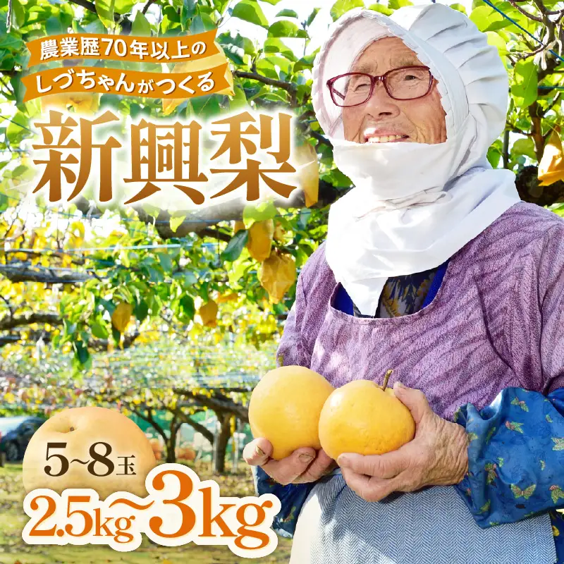 【先行予約】しづちゃんが作る 新興梨 5～8玉入（2.5～3kg）農業歴70年以上！ なし 果物 旬 フルーツ 甘い ジューシー 果汁 くだもの シャキシャキ 人気 完熟 もぎたて みずみずしい 越前梨 送料無料 福井 あわら市 ※2026年10月上旬以降順次発送予定 [aw075-a010]