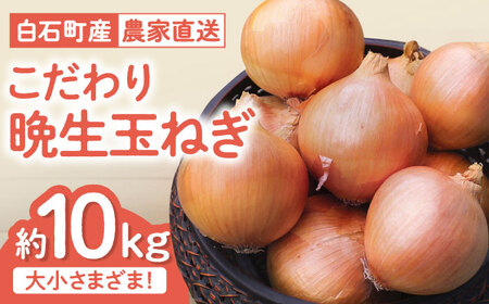 白石玉ねぎ10kg / 玉ねぎ [IBQ009]