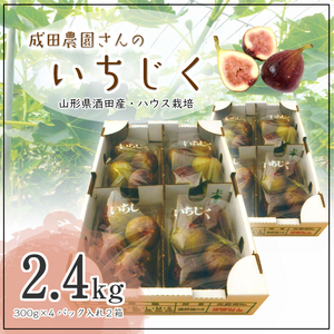 SA2874　ハウス栽培 いちじく　約2.4kg(300g×4パック入 2箱)