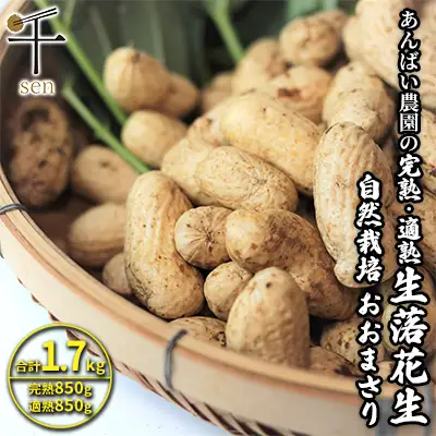 落花生セット あんばい農園 完熟・適熟 生落花生 食べ比べ 落花生セット【1.7kg】