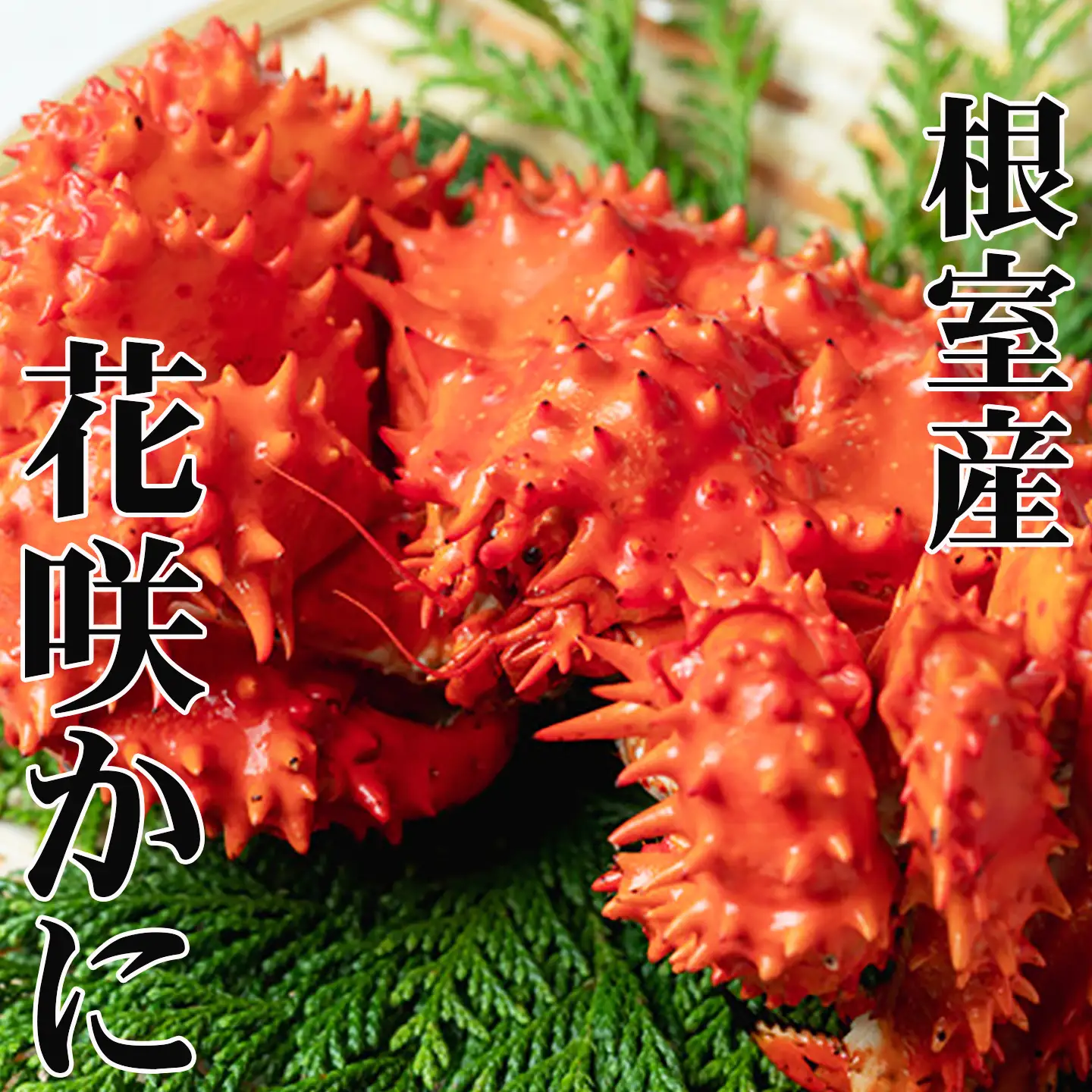 【北海道根室産】花咲かに400g前後～500g前後×6尾 C-76039