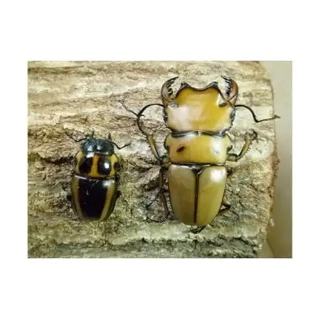 メンガタクワガタ(メンガタメリー)成虫ペア【1506071】