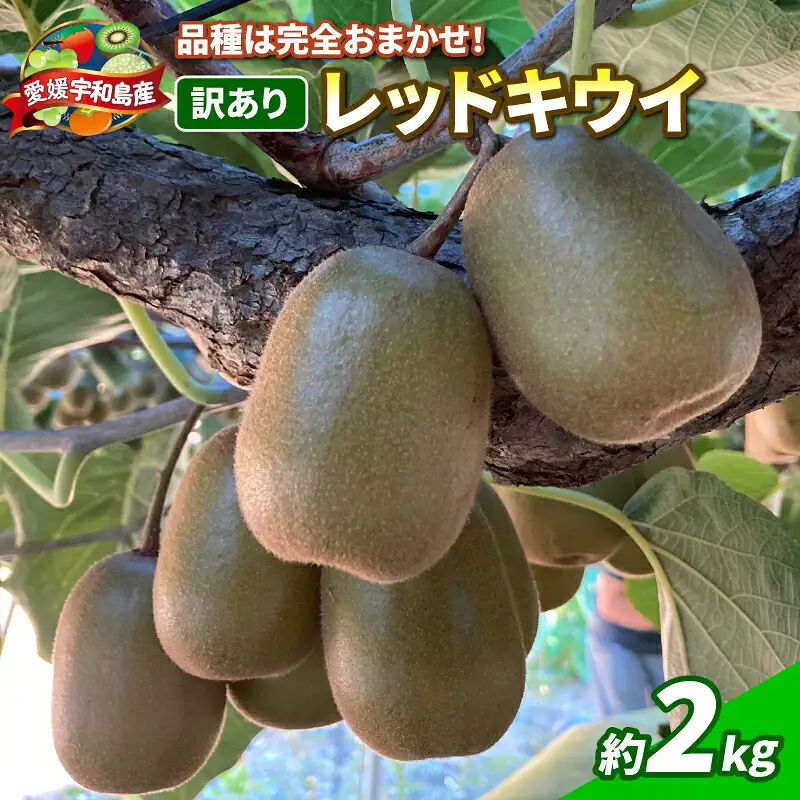 レッドキウイ 2kg 訳あり マル南フルーツ レッドキウイ  F010-106029