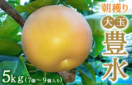 大玉【豊水】5kg　7個～9個入り【8月31日受付終了】 ※2026年9月～発送