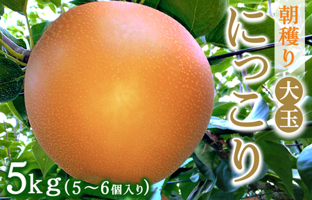 朝穫り　大玉【にっこり】5kg　5個～6個入り【9月20日受付終了】※2026年9月～発送