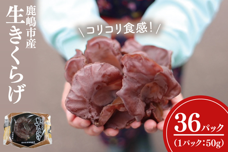 きくらげ 国産 1.8kg 農薬不使用 きくらげ 