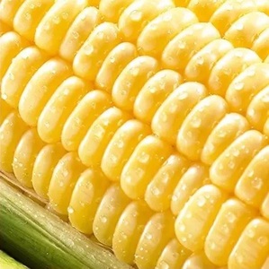 朝採れ！とうもろこし【おおもの】5kg（11本～13本）【令和7年6月下旬頃】【L-47】