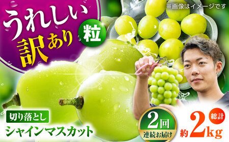 【2回定期便】 訳あり シャインマスカット 切り落とし 約1kg  【合同会社 社方園】定期便 2回 定期 ぶどう 果物 熊本 マスカット シャインマスカット 訳ありシャインマスカット わけありシャインマスカット 訳ありぶどう 訳ありマスカット 訳あり切り落とし [ZBZ010]