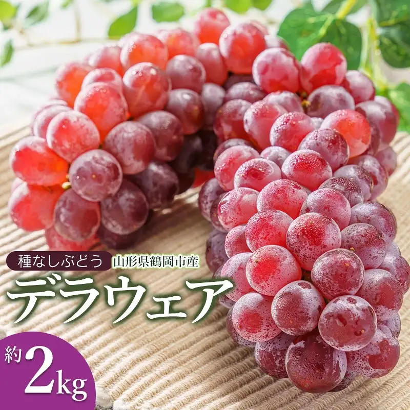 【令和9年産】 デラウェア 約2kg (10～16房) JA庄内たがわ K-934