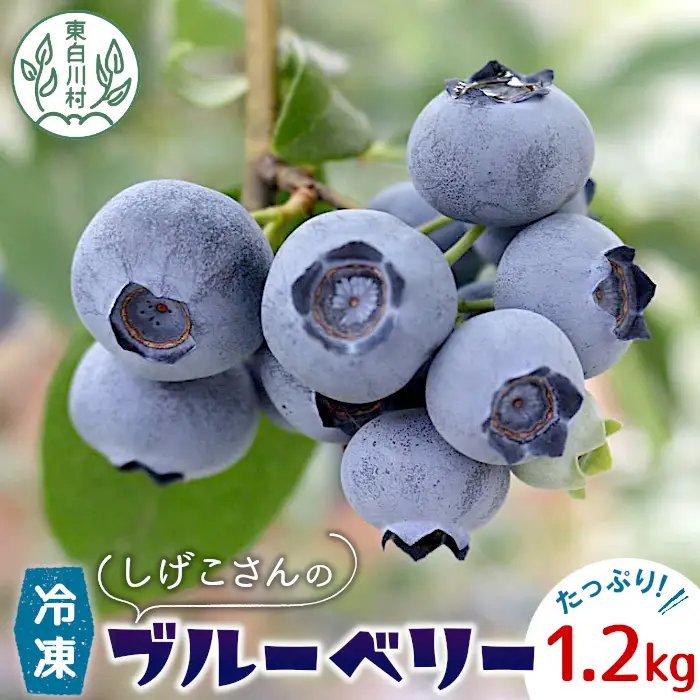 冷凍 ブルーベリー 約1.2kg 300g×4パック 小分け 便利 しげこさんのブルーベリー 甘い 大粒 ジャム お菓子 スイーツ デザート アイス 果物 フルーツ ブルーベリージャム 無農薬 化学肥料不使用 岐阜県 東白川村産 産地直送 大容量
