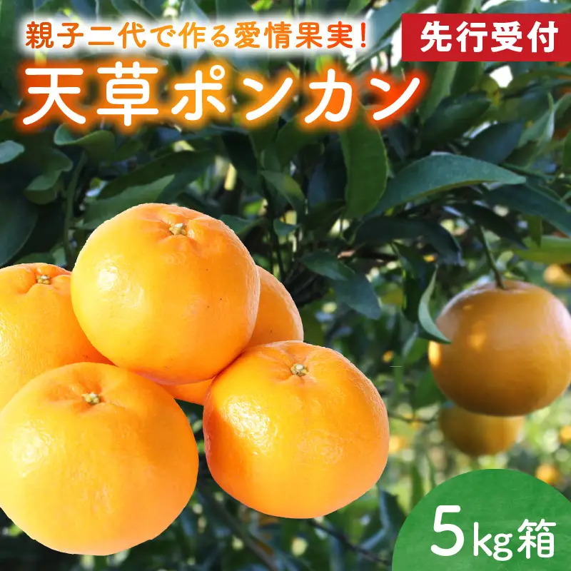 S142-001A_天草ポンカン 約5kg箱【先行受付】