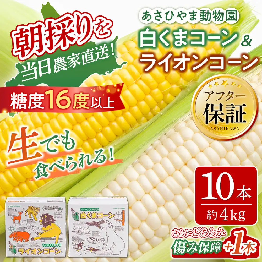 【先行予約】朝採りとうもろこしMIX10本 4kg あさひやま動物園 白くまとライオンのミックス（2026年8月中旬から発送開始）| とうもろこし  _02157