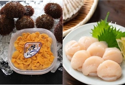 エゾバフンウニ塩水パック100g×1P、お刺身ホタテ貝柱500g×1P[11月中旬以降発送] D-71060