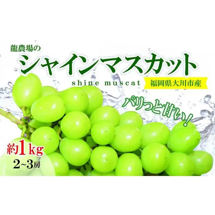 旬をお届け！シャインマスカット約1kg (2～3房)【大川市】