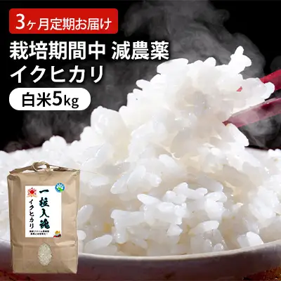 イクヒカリ 栽培期間中 白米5kg 精米 イクヒカリ