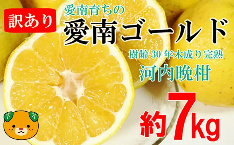 訳あり 愛南ゴールド ( 河内晩柑 ) 7kg 樹齢30年 木成り 完熟 柑橘 みかん 和製 グレープフルーツ 傷 不揃い 規格外 常温 愛南町青果市場 愛媛県 発送: 7月下旬?なくなり次第終了