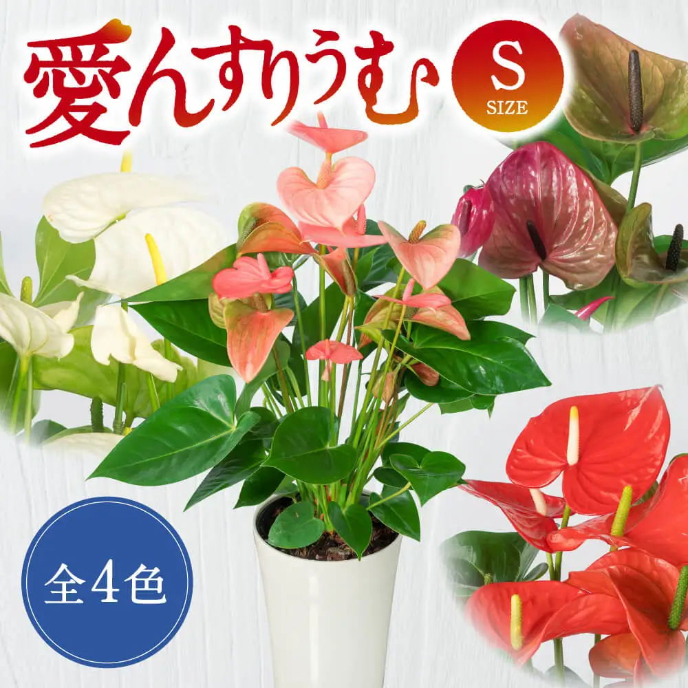 愛んすりうむS アンスリウム 湖東フラワー 滋賀県 東近江市 A-D12 観葉植物 鉢植え 花 プレゼント ギフト お祝い お供え インテリア フラワー グリーン リビング 玄関 飾り おしゃれ