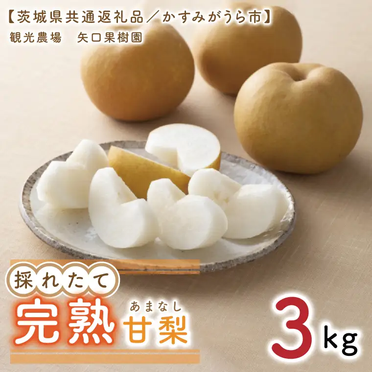 【8月中旬より発送】【数量限定】採れたて完熟甘梨（なし）約3kg（茨城県共通返礼品／かすみがうら市）（FW-11）