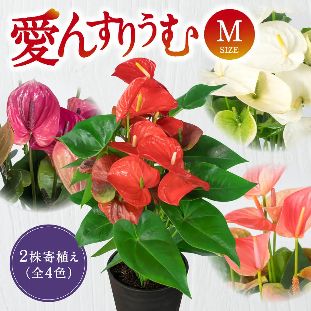 愛んすりうむ（アンスリウム）M（2株寄植え）湖東フラワー 滋賀県 東近江市 B-B05 アンスリウムアンスリューム観葉植物鉢植え花プレゼントギフトお祝いお供えインテリアフラワーグリーンリビング玄関飾りおしゃれ