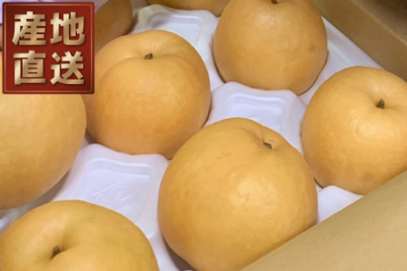 【先行予約】【産地直送】新興梨（しんこうなし）　５ｋｇ [261]